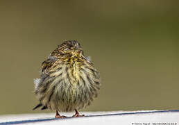 European Serin