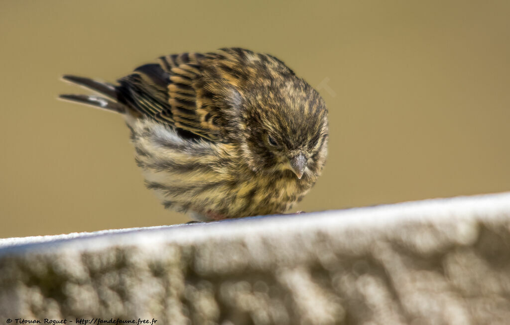 Serin cini, identification