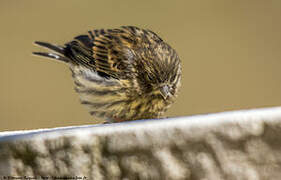 European Serin