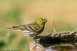 European Serin