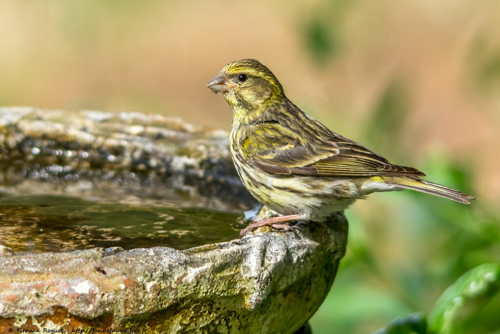 European Serin, identification, drinks