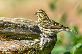 European Serin