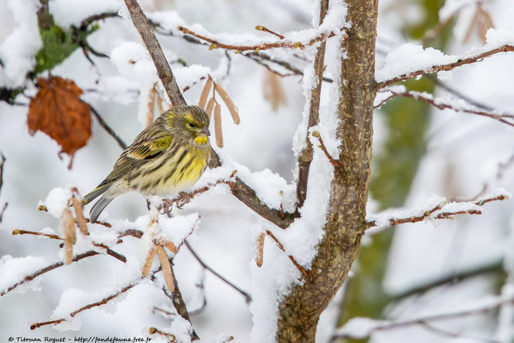 Serin cini, identification