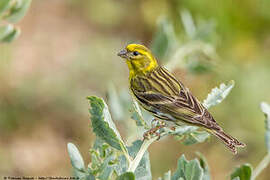 European Serin