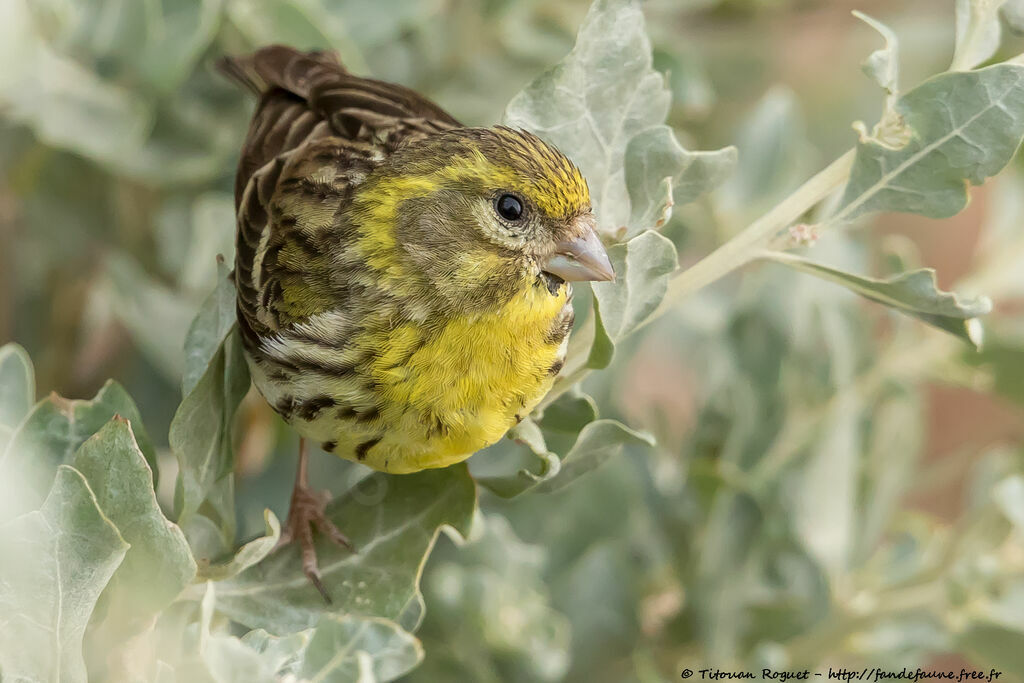 Serin cini