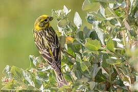 European Serin