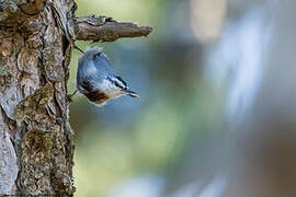 Krüper's Nuthatch