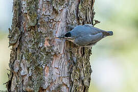 Krüper's Nuthatch