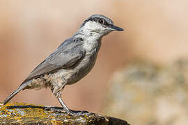 Western Rock Nuthatch