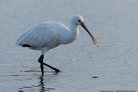 Eurasian Spoonbill