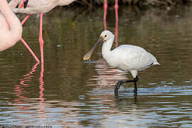 Eurasian Spoonbill