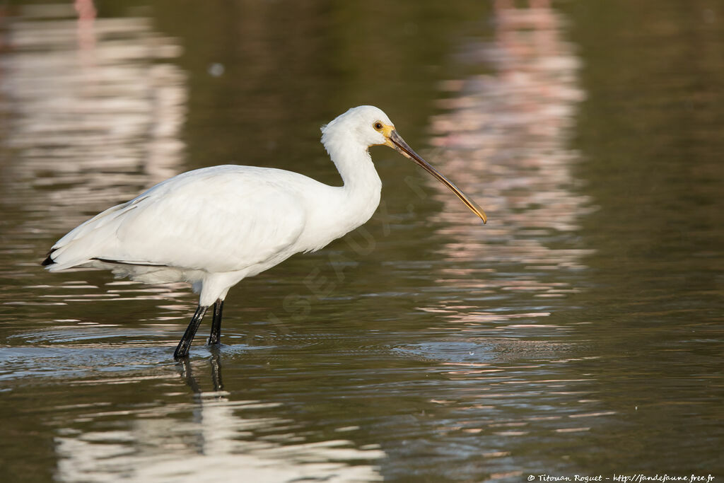 Eurasian Spoonbill