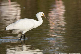 Eurasian Spoonbill