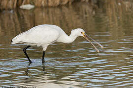 Eurasian Spoonbill