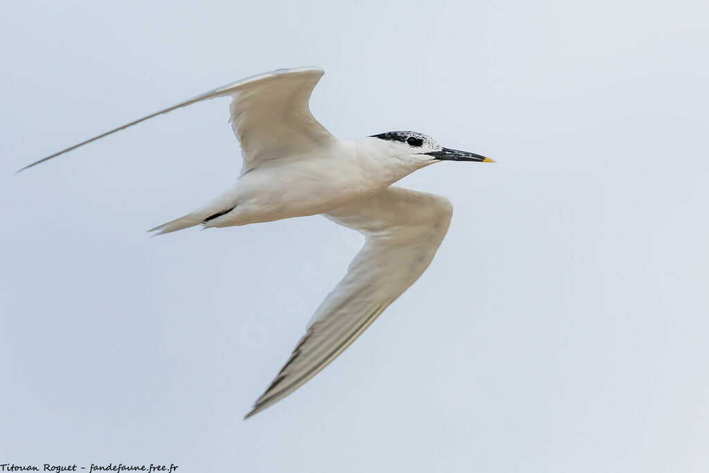 Sandwich Tern