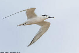 Sandwich Tern