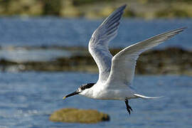 Sandwich Tern