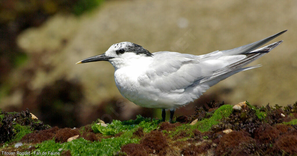 Sandwich Ternadult post breeding, identification