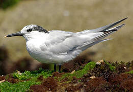 Sandwich Tern