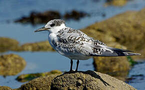 Sandwich Tern