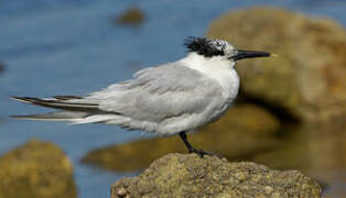 Sandwich Tern