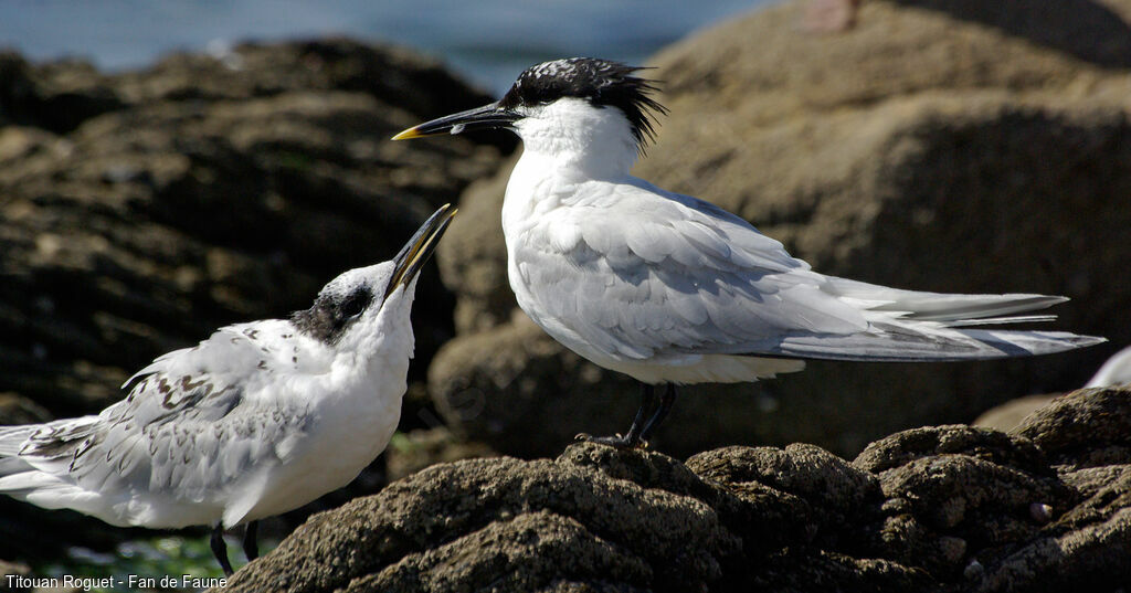 Sandwich Tern, identification