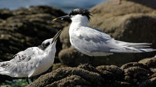 Sandwich Tern