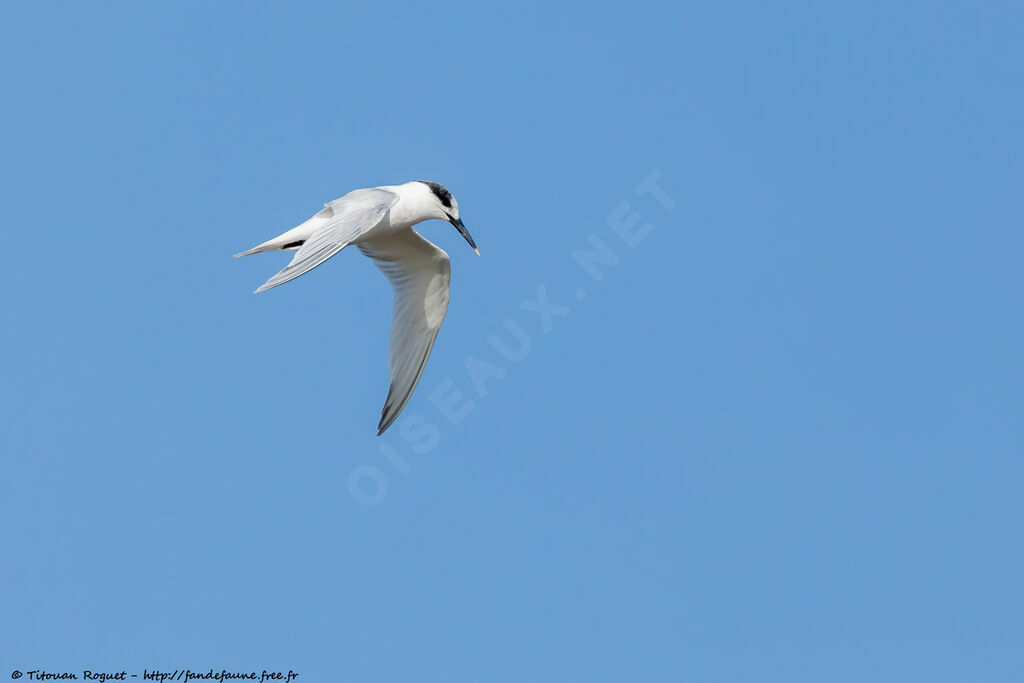 Sandwich Tern, Flight