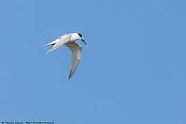 Sandwich Tern