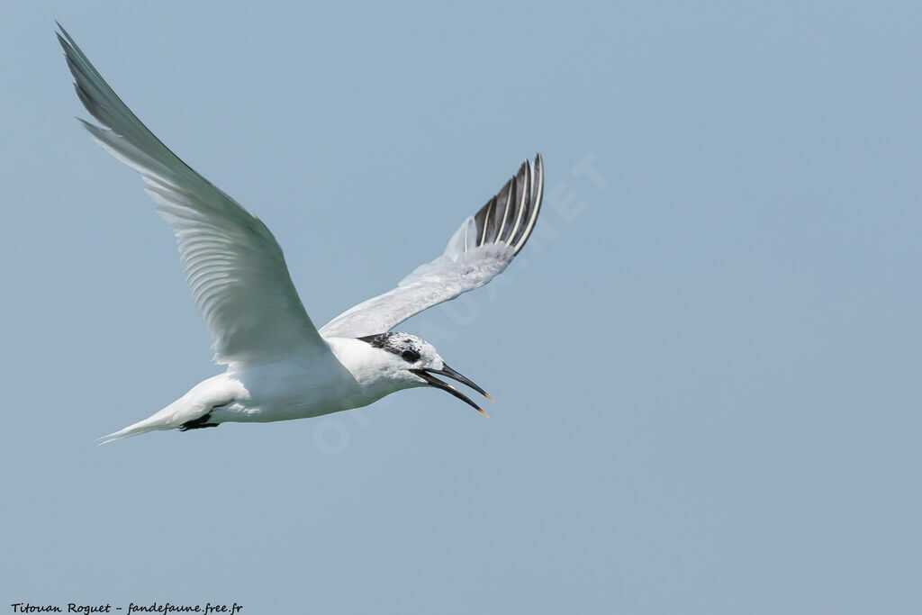 Sandwich Tern