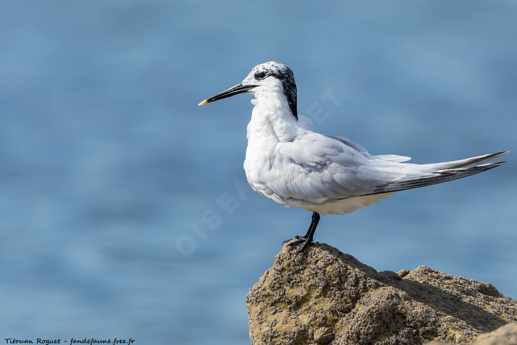 Sandwich Tern