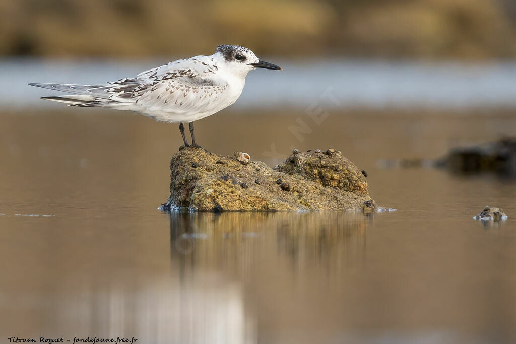 Sandwich Tern