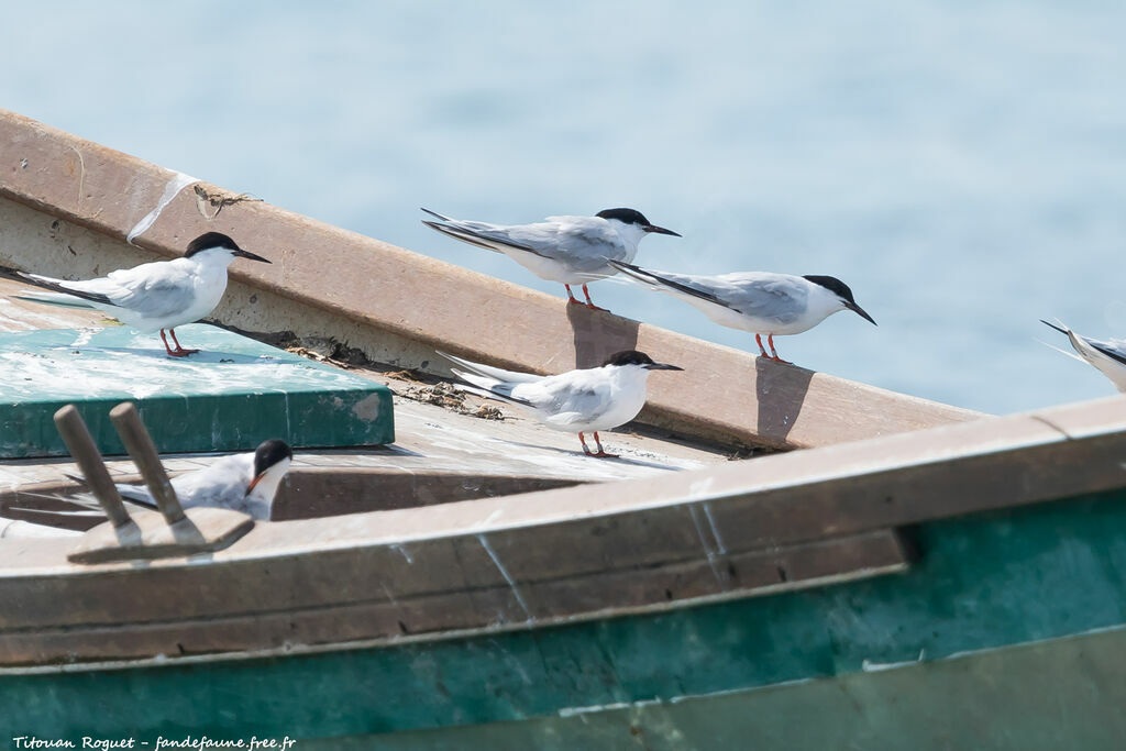 Roseate Tern