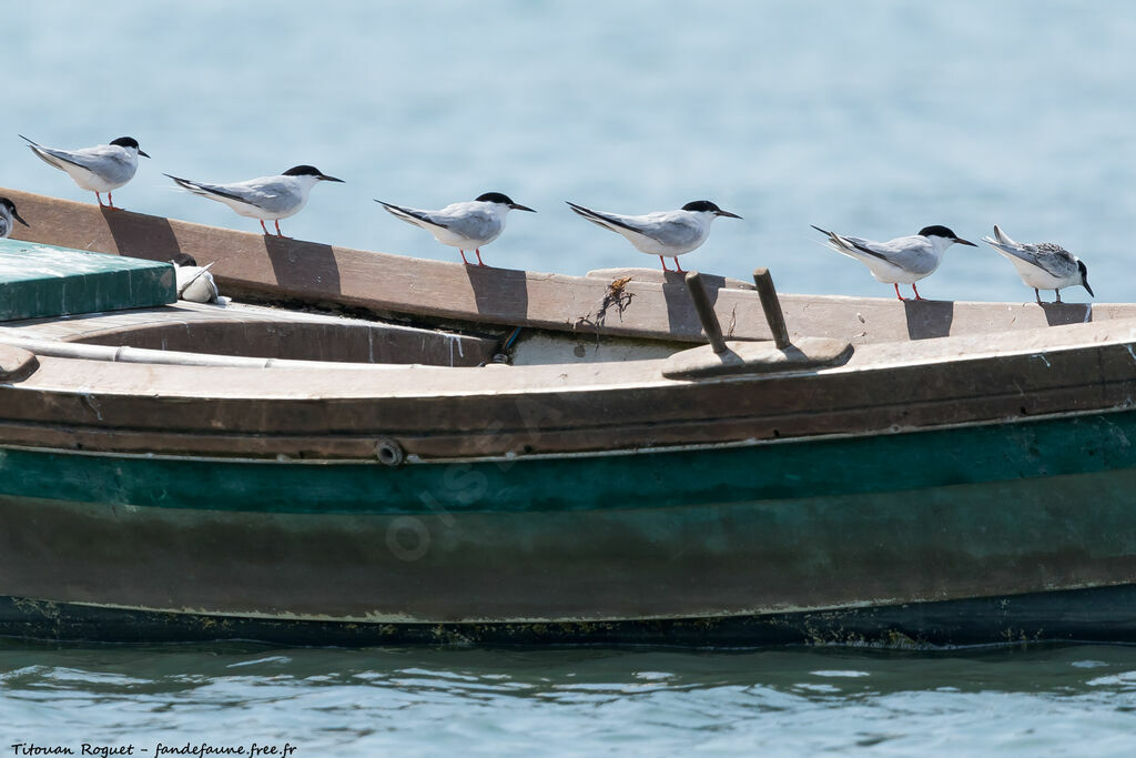 Roseate Tern