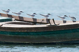 Roseate Tern