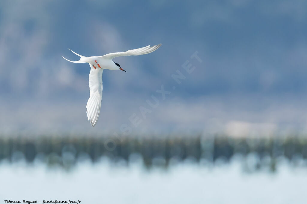 Roseate Tern