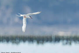 Roseate Tern