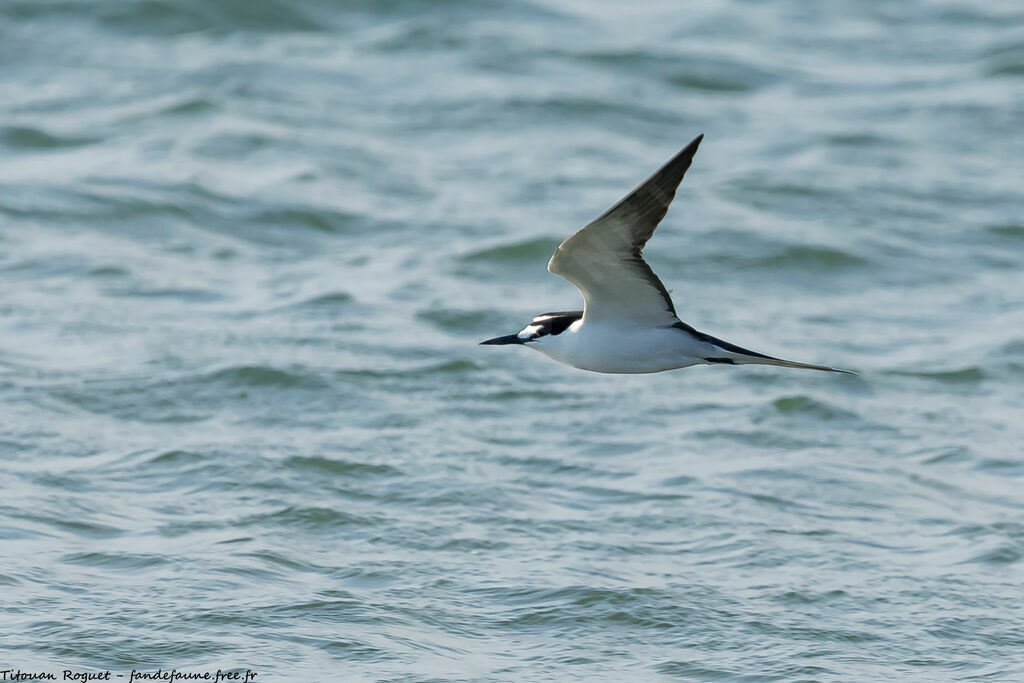 Sooty Tern