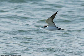 Sooty Tern