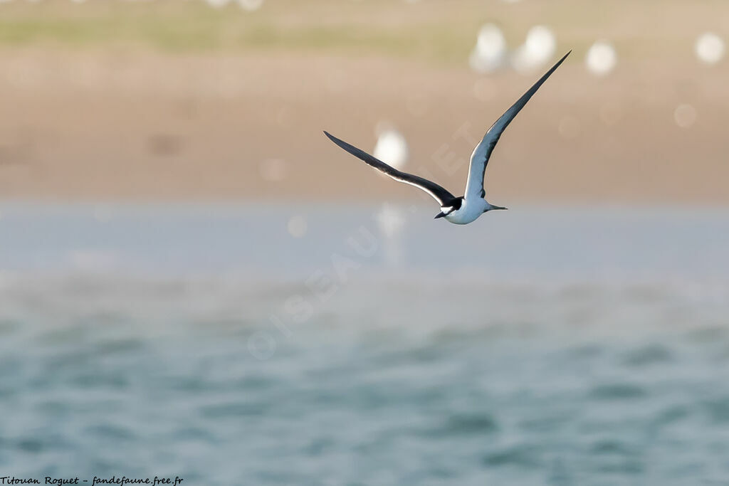 Sooty Tern