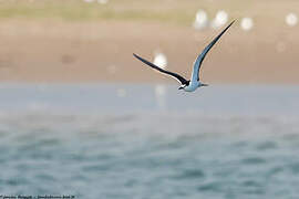 Sooty Tern