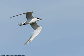 Gull-billed Tern