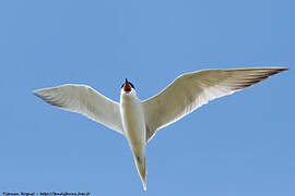 Gull-billed Tern