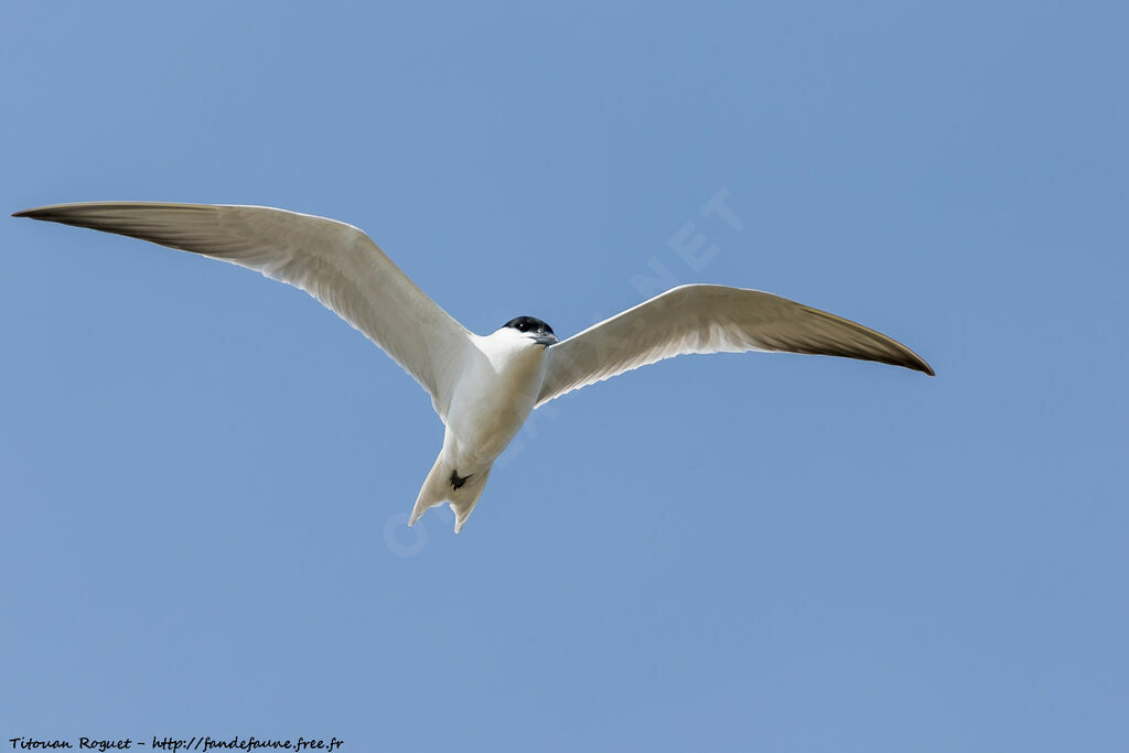 Gull-billed Tern