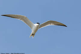 Gull-billed Tern