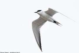Gull-billed Tern