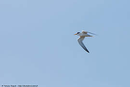 Little Tern