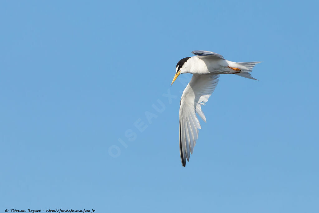 Little Ternadult breeding, identification, close-up portrait, aspect, pigmentation, Flight