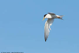 Little Tern