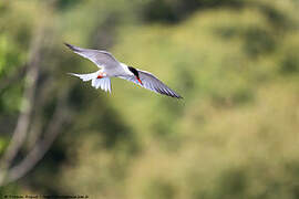 Common Tern